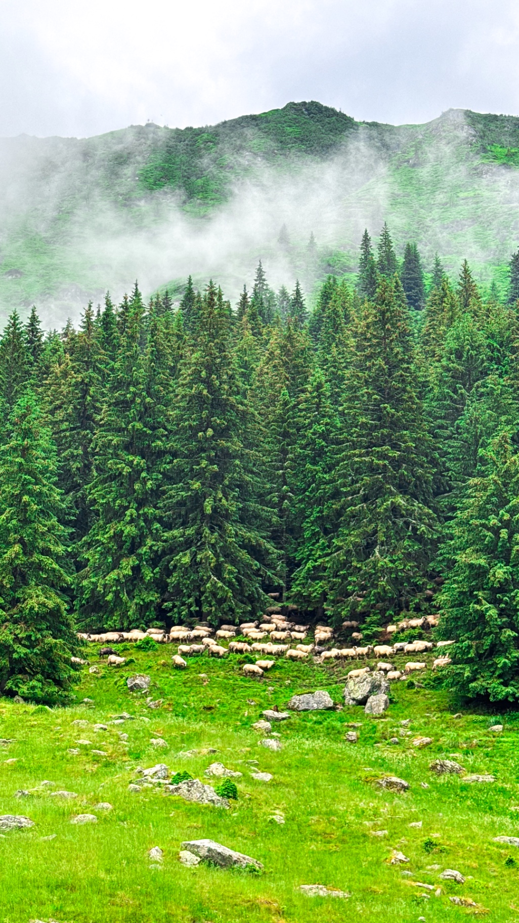 Transfăgărășan — cadru 1